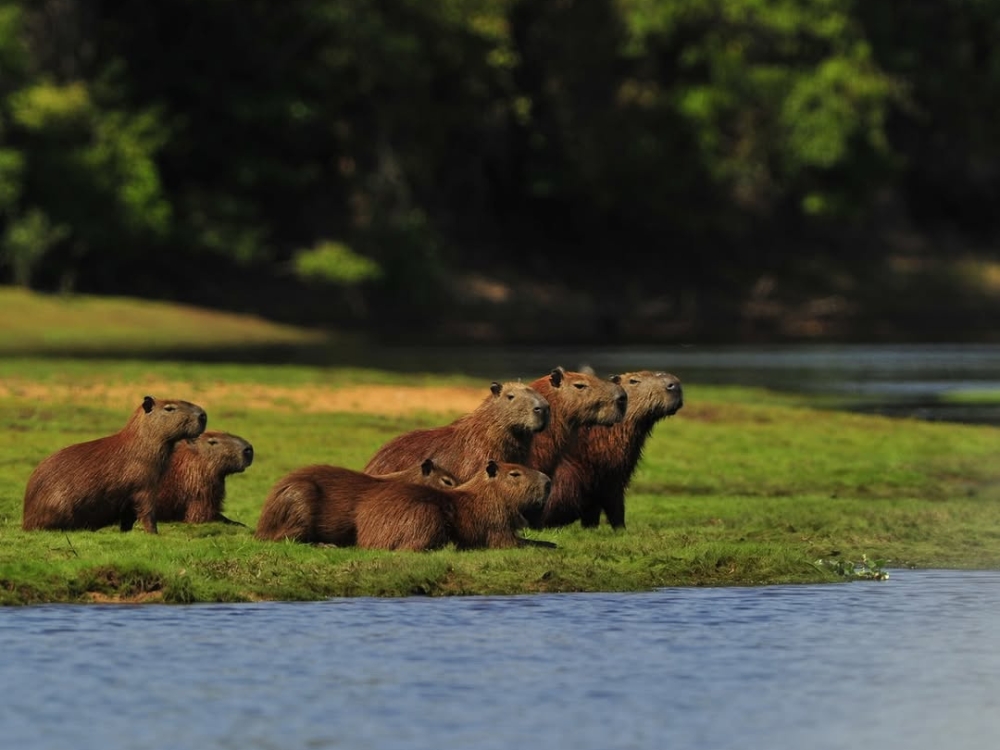 Capybara: The World’s Largest Rodent