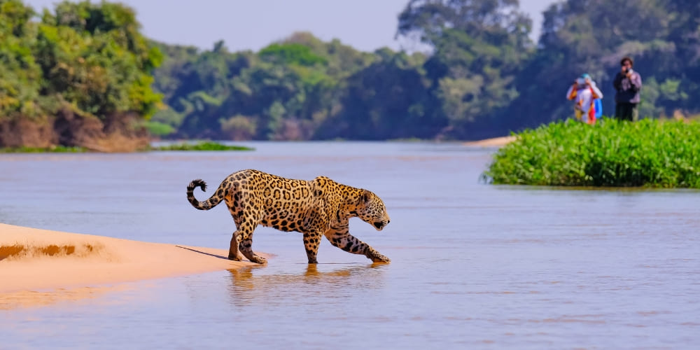 Pantanal North or South: Which Region Is Best for Wildlife?
