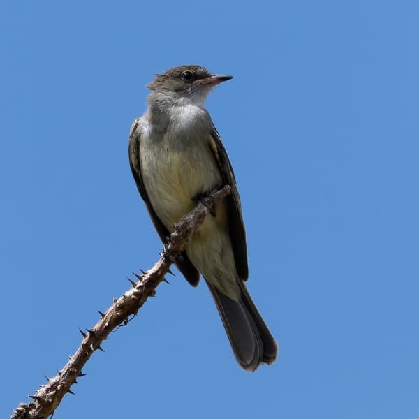 Noronha elaenia