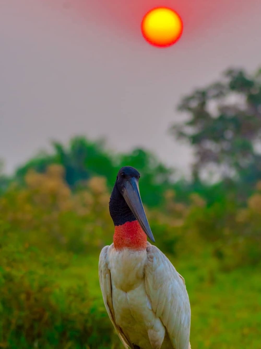 Jabiru Stork: Symbol of the Pantanal
