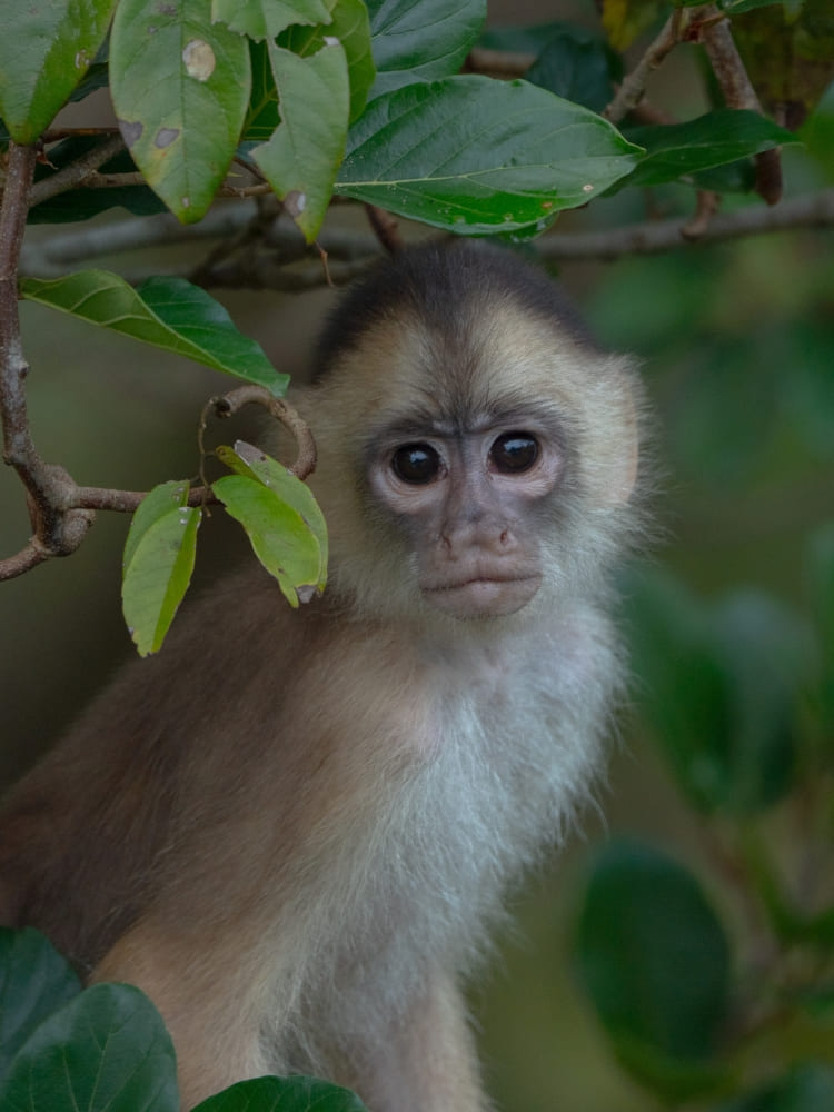 Monkey in the Amazon Rainforest