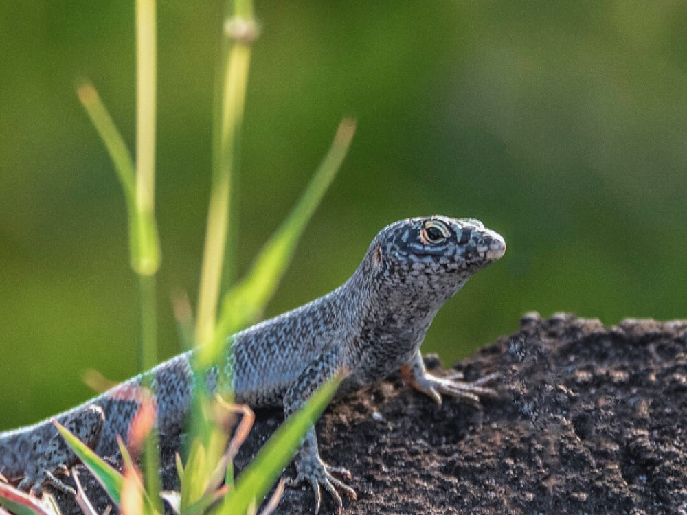 Noronha skink
