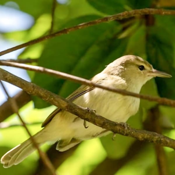 Noronha vireo