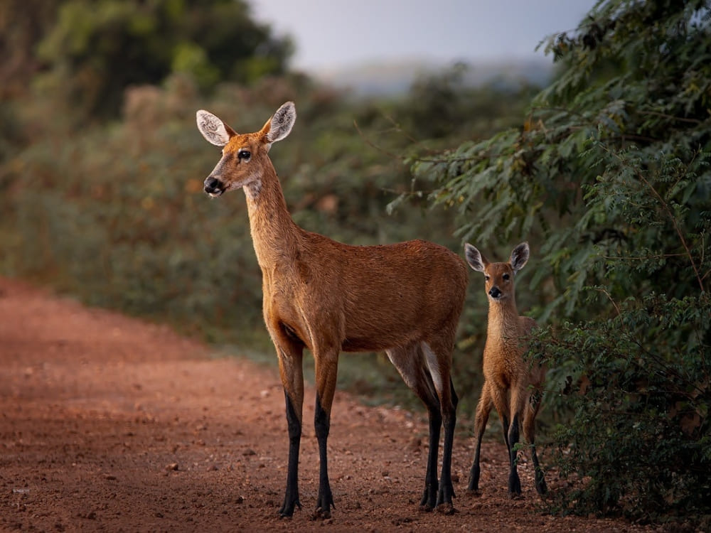 Pantanal Wildlife Animals and Facts