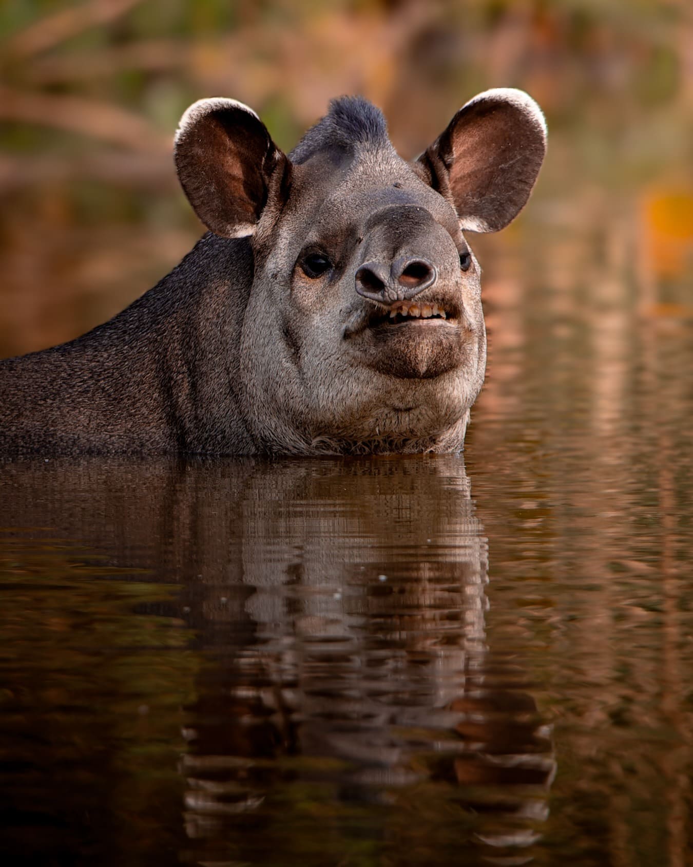 Lowland Tapir Pantanal