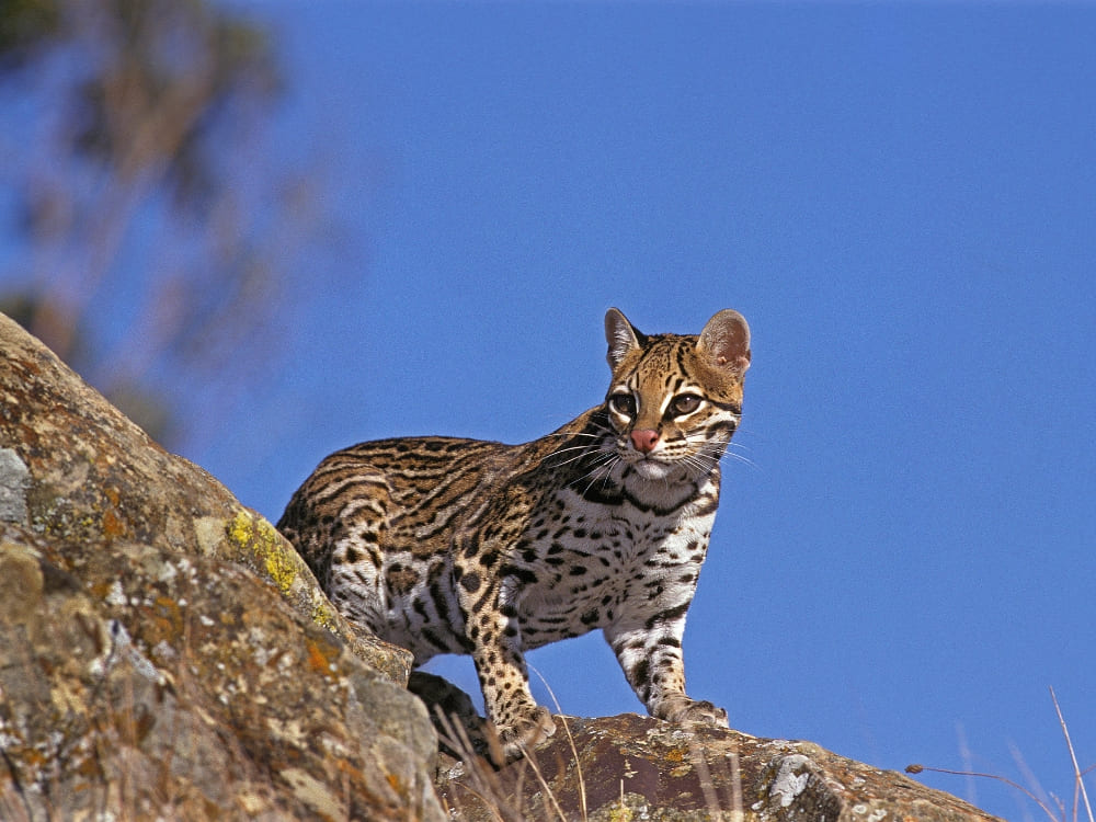 Ocelot Pantanal