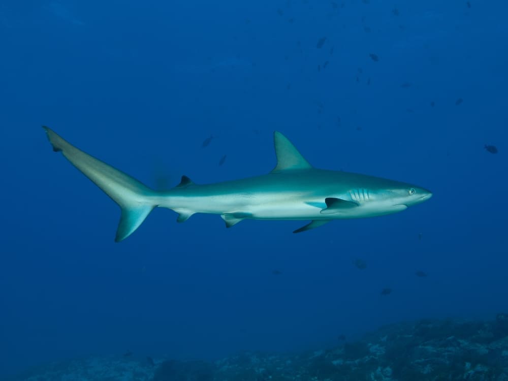 Requin Fernando de Noronha