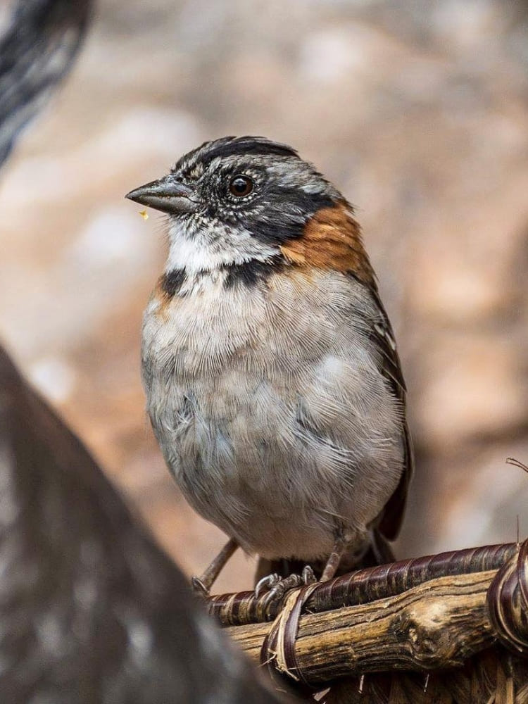 Oiseaux Mont
