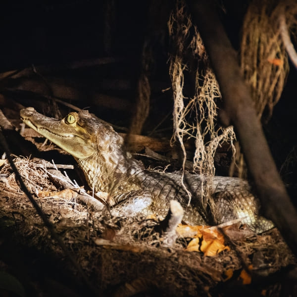 Caiman