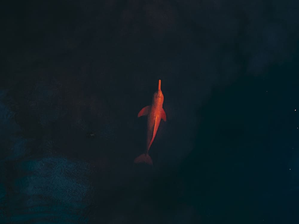 Pink Dolphin Anavilhanas National Park 