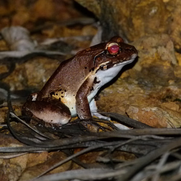Frog Pico da Neblina