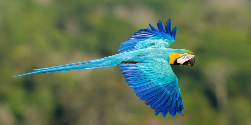 Blue macaw