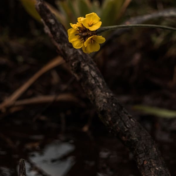 Plants Pico da Neblina