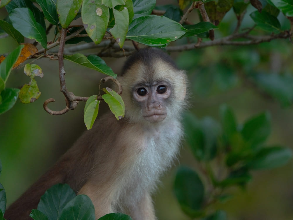 Monkey Anavilhanas National Park 