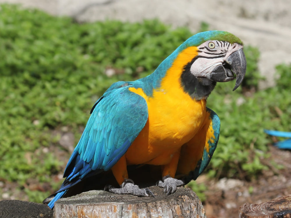 Blue-and-yellow macaw