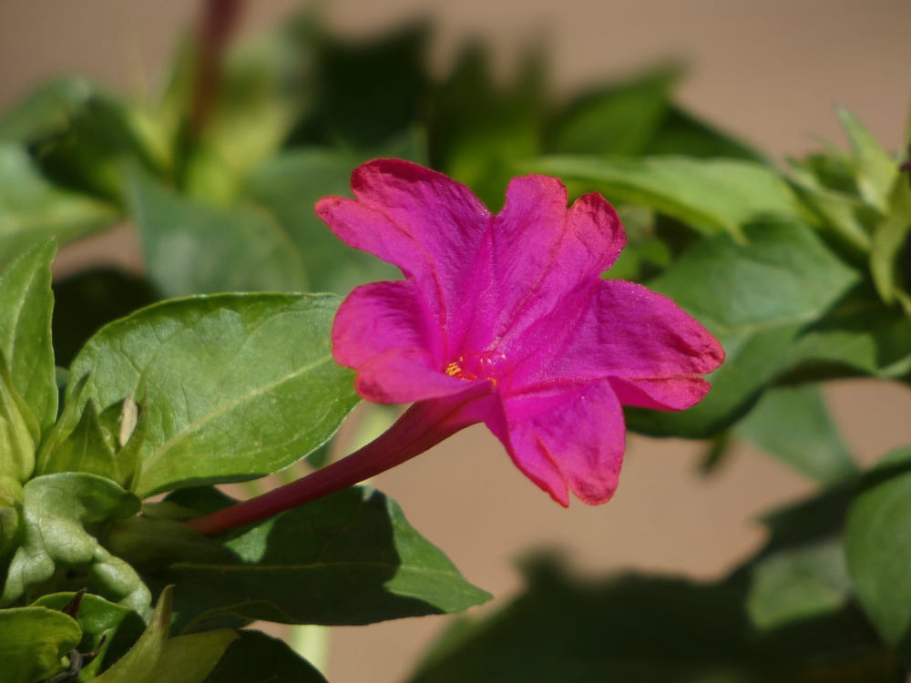 Jalapa flower