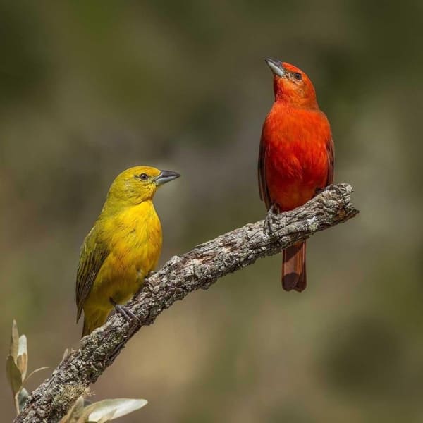 Birds Jalapão