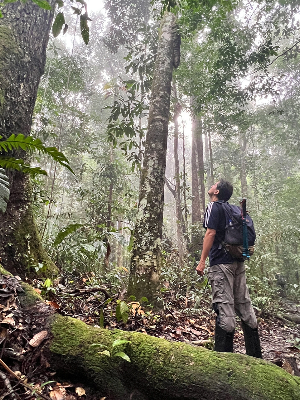 Forest Pico da Neblina
