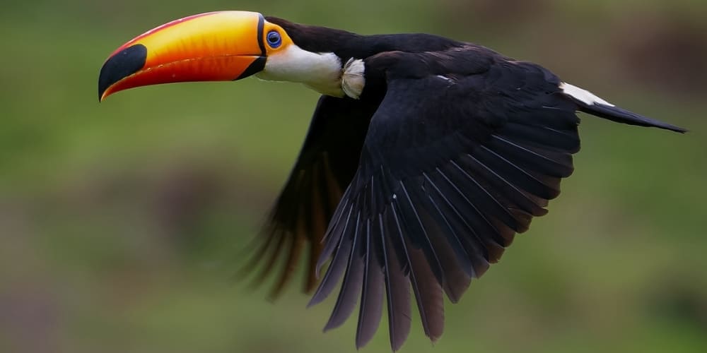 Toucan Anavilhanas National Park