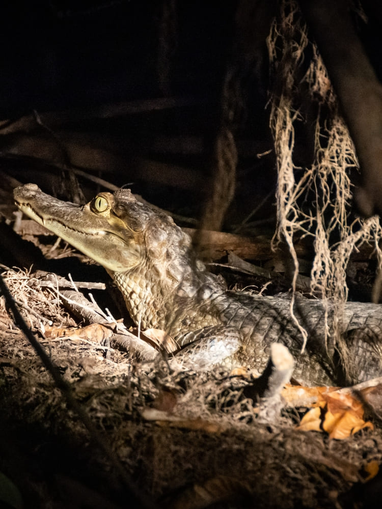 Caiman Amazon Rainforest