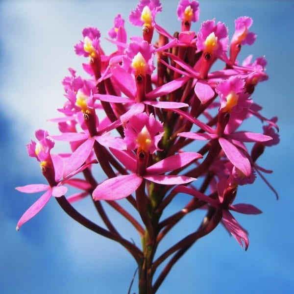 Tips for Mount Roraima