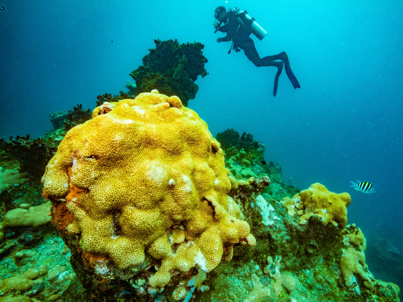 Facts About Abrolhos