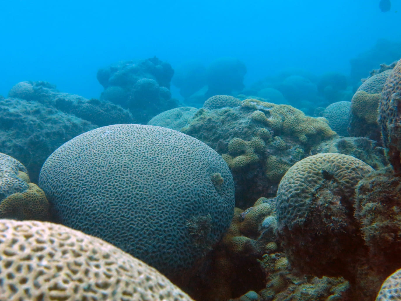 Chapeirões Abrolhos