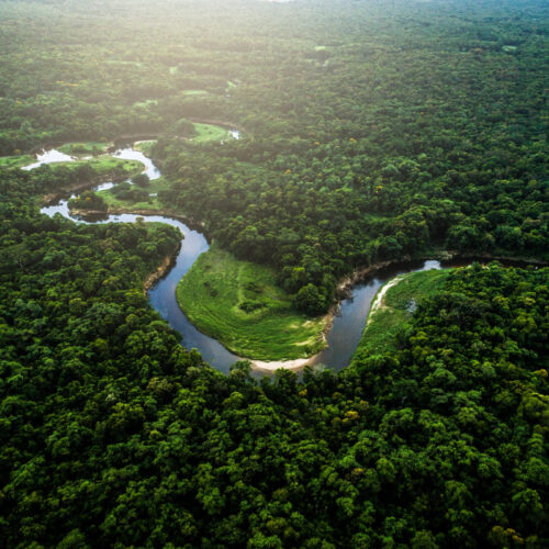 Aerial view of a winding river cutting through the lush green canopy of the Amazon Rainforest at sunrise.