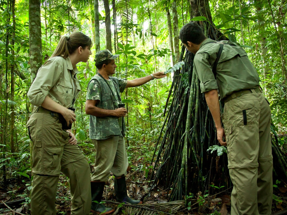 A local guide explains native flora to a group of hikers trekking through the dense Amazon jungle.