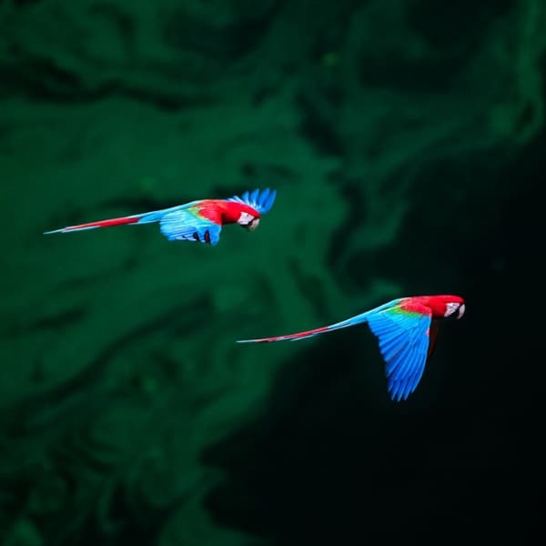 Macaws Amazon Rainforest