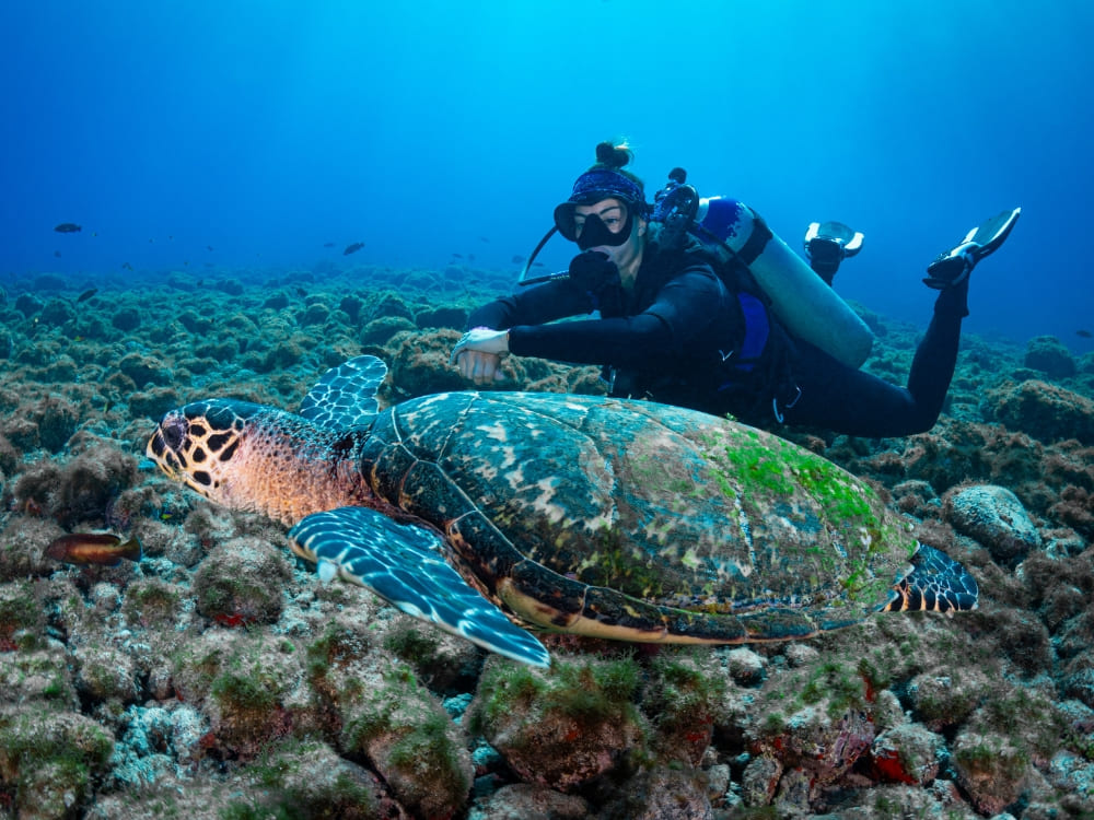  A scuba diver swims alongside a large hawksbill sea turtle in the clear blue waters of Fernando de Noronha.