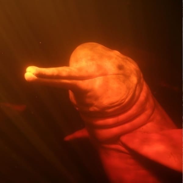 Pink river dolphin