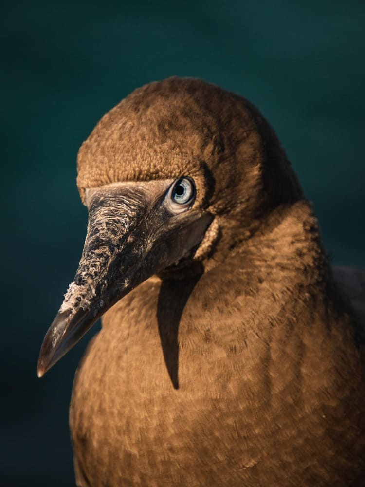 Facts About Abrolhos