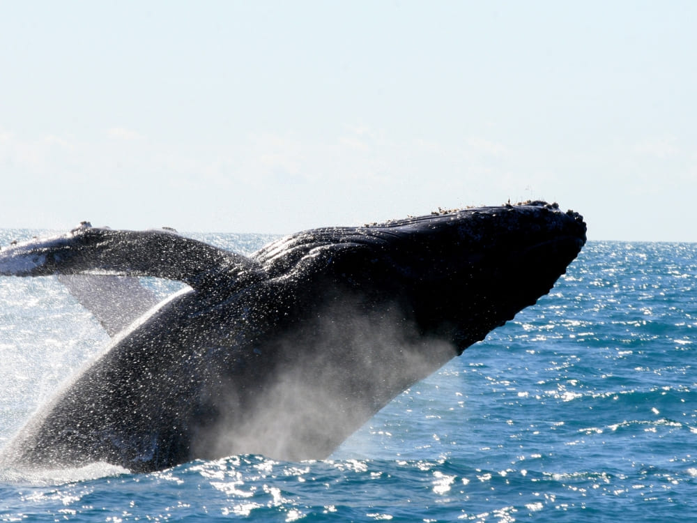  A massive humpback whale breaches high out of the water near the coast of Abrolhos Marine National Park.