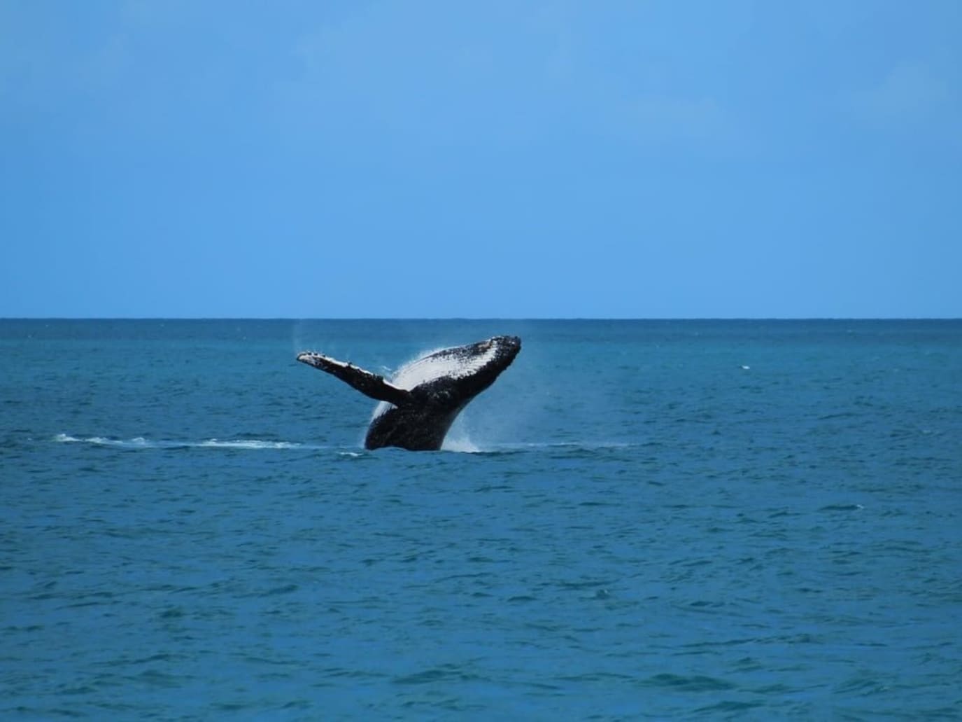 Humpback Whales Abrolhos