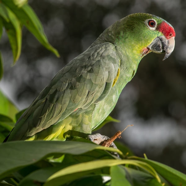 Parrots Amazon Rainforest
