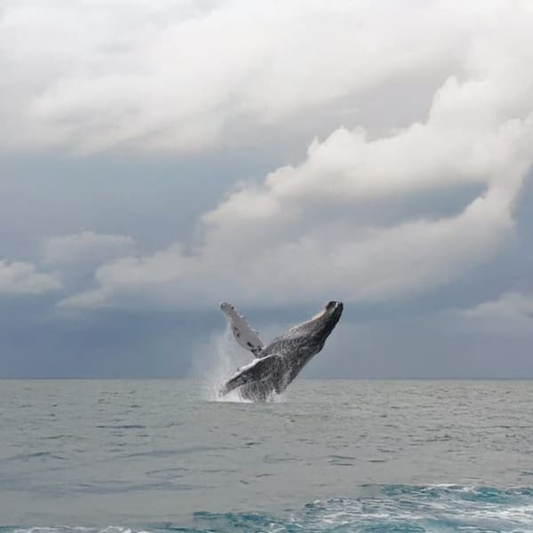 Lapa Rios (Osa Peninsula, Costa Rica)
