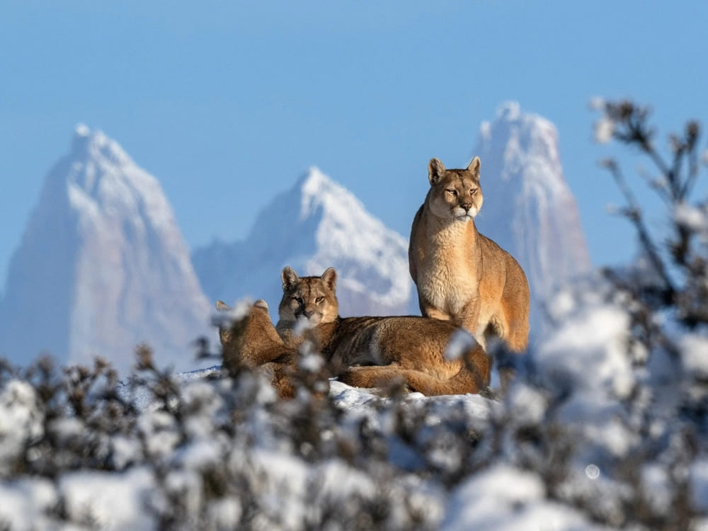 Estancia Cerro Guido (Patagonia, Chile)