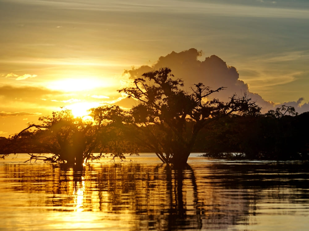 Pôr do sol dourado refletindo nas águas calmas de uma floresta de igapó inundada na Amazônia.