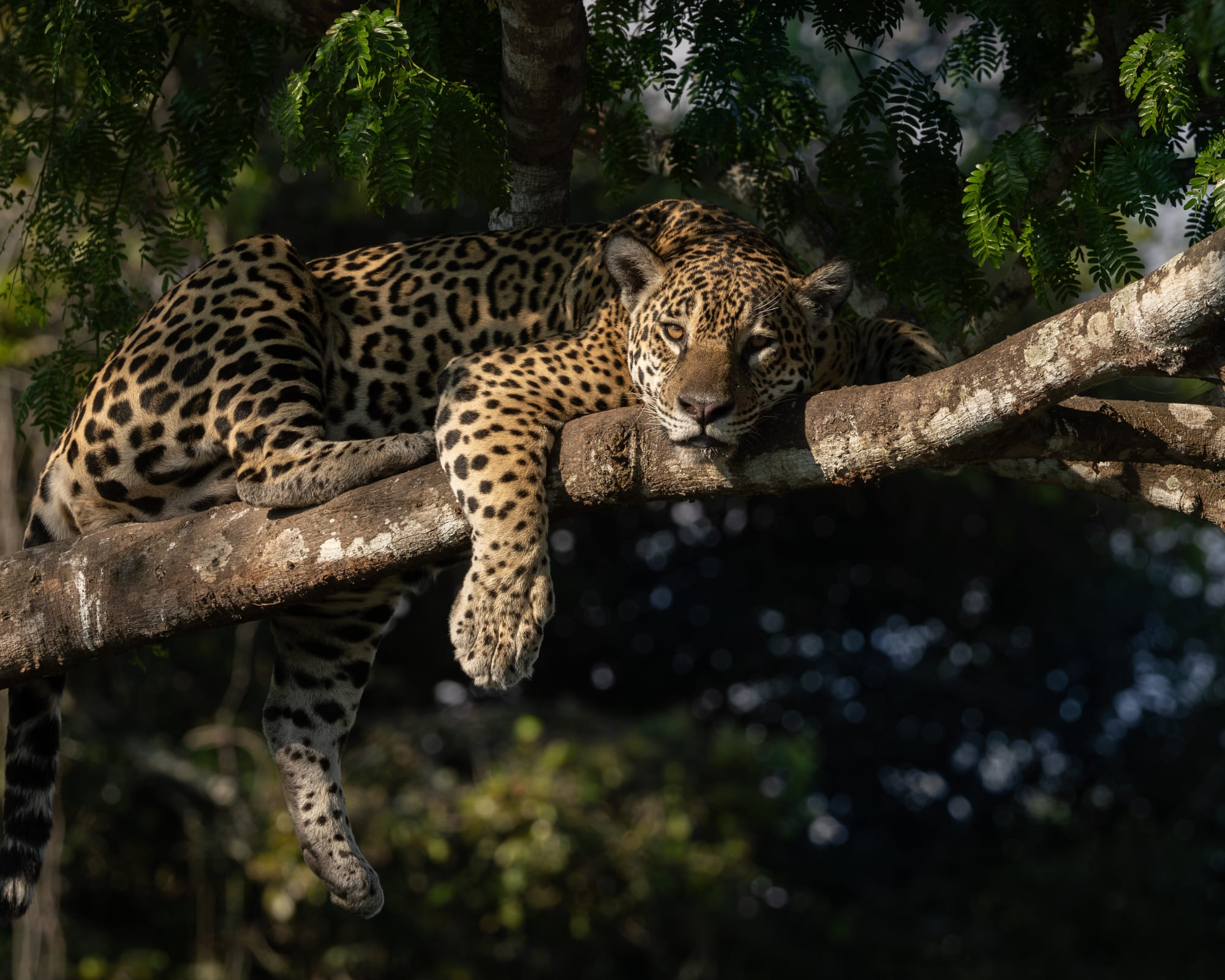 Wat is de beste plek in de Pantanal om Jaguars te zien?
