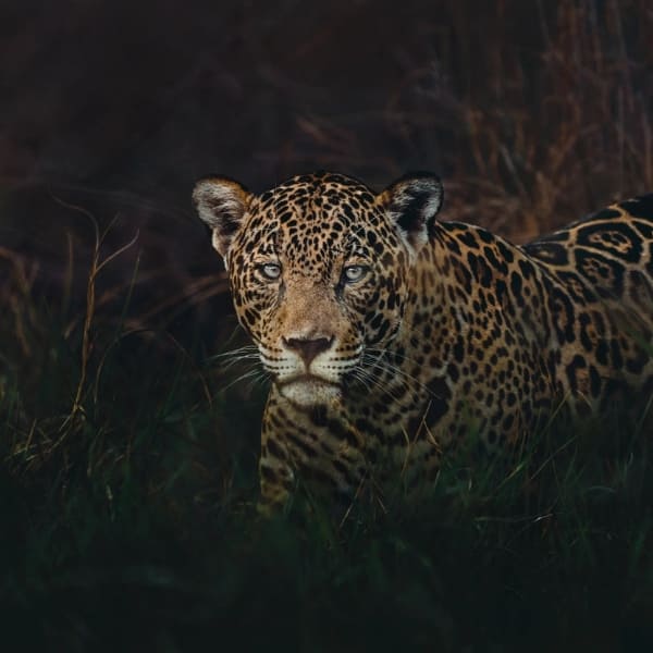 Caiman (Pantanal, Brazil)