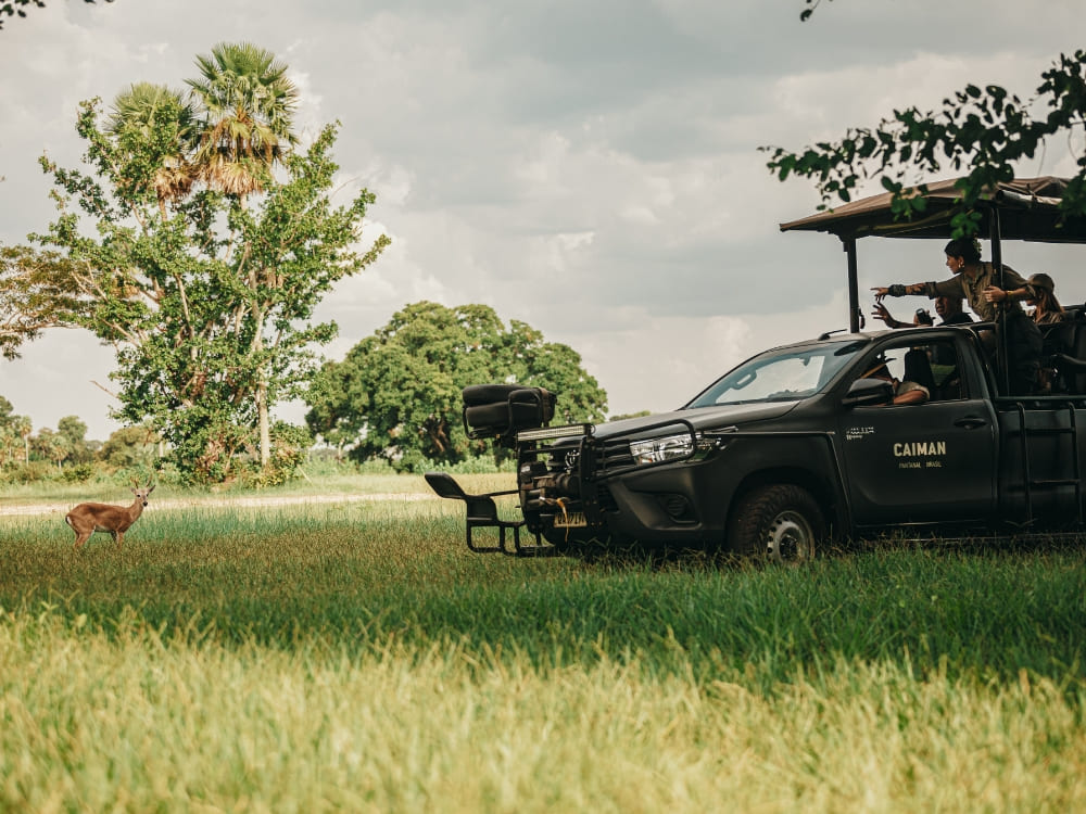 Caiman (Pantanal, Brazil)