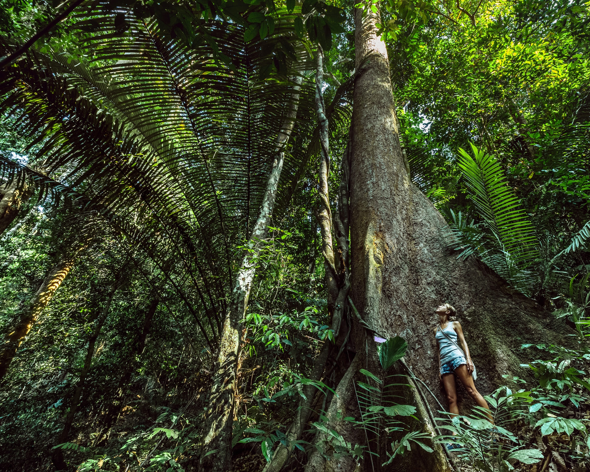 carnaval amazônia