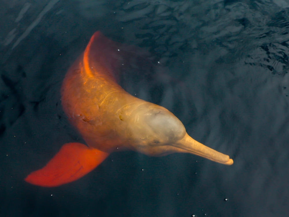 Amazon pink river dolphin swimming in the dark waters of the Rio Negro, a unique wildlife interaction and symbol of the Brazilian forest.