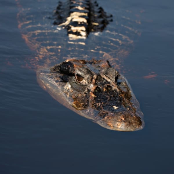 Head of a caiman surfacing in the river, a common sight during wildlife watching boat trips and nocturnal spotting in the Amazon.