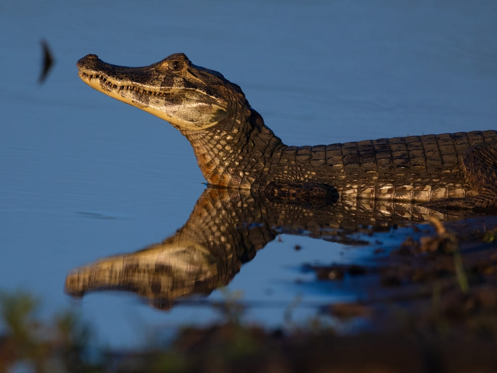 A caiman resting in calm water with its head reflected on the surface during a boat trip in Pantanal, Brazil.