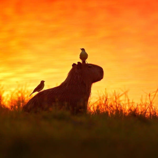 Silhouette of a capybara with birds perched on its back against a golden orange sunset during a Pantanal trip.