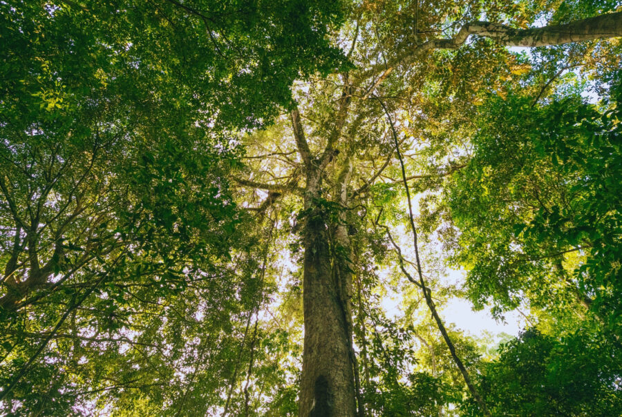 carnaval amazônia