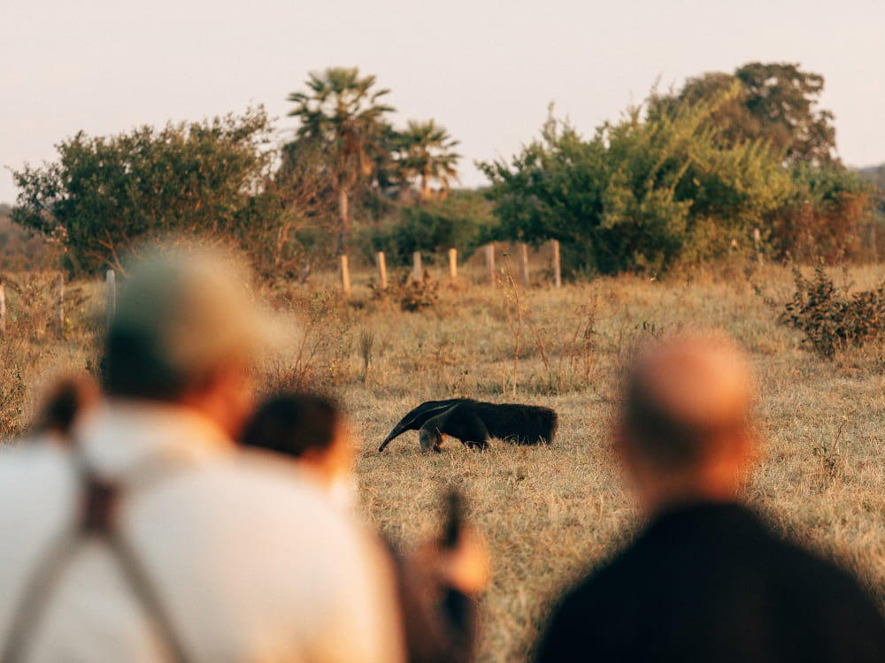 Travelers observing a giant anteater foraging in an open field during a Pantanal trip at dusk.