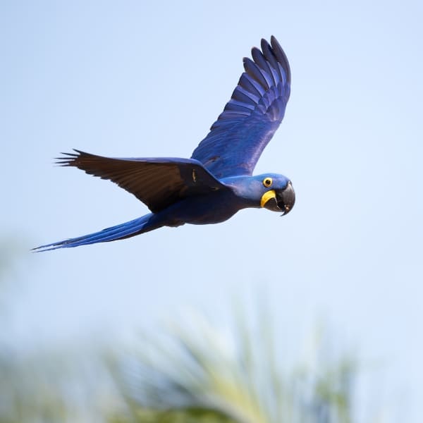 Hyacinth Macaw flying against a clear sky, showcasing the colorful bird species found in the Amazon Rainforest for birdwatching enthusiasts.